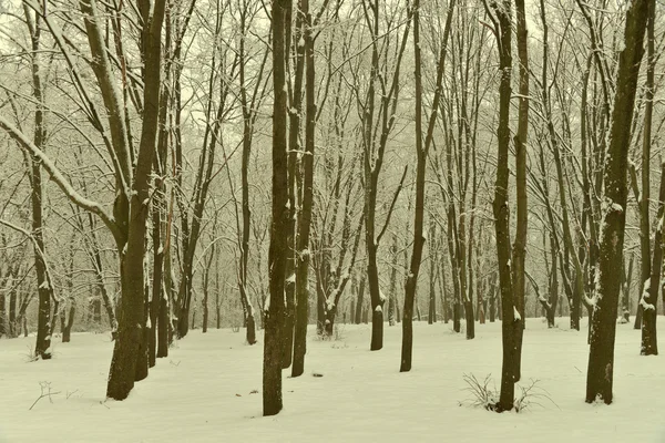 Pochmurny zimowy dzień — Zdjęcie stockowe