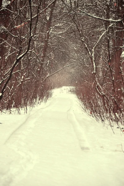 Overcast winter day — Stock Photo, Image