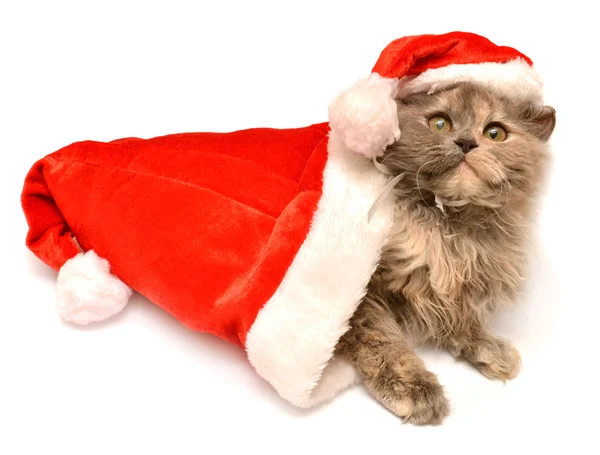Noel Baba şapkaları ile küçük kedi yavrusu — Stok fotoğraf
