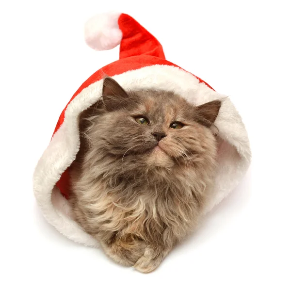 Little kitten with Santa Claus hat — Stock Photo, Image