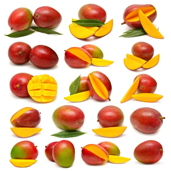 Коллекция фруктов манго — стоковое фото