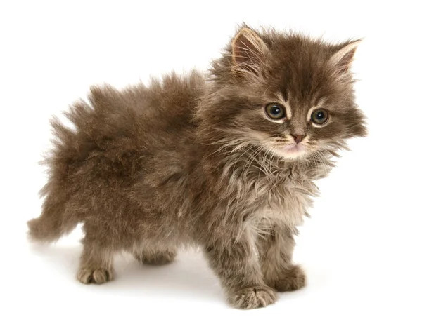 Perzisch-kleine kitten — Stockfoto