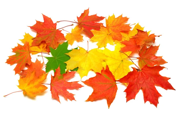 Colored autumn leaves — Stock Photo, Image