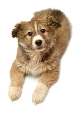 Kameraya bakarak köpek yavrusu