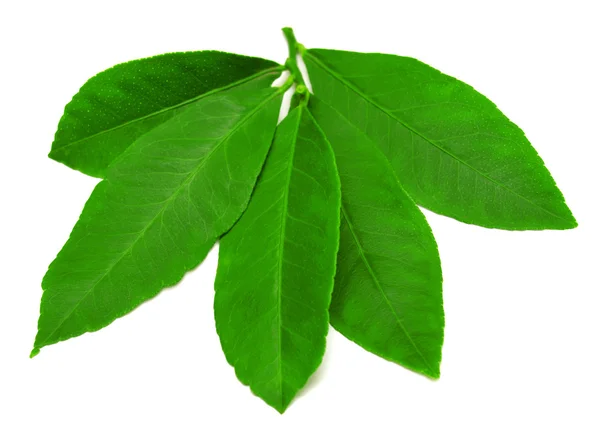 Branch with leaves of lemon — Stock Photo, Image