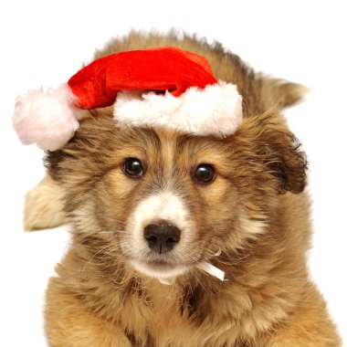 Noel Baba'nın kap ile köpek yavrusu
