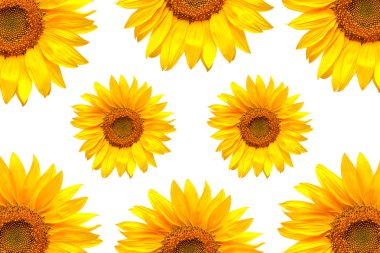 Renkli ayçiçeği koleksiyonu