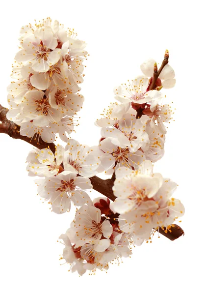 Apricot blossom branch — Stock Photo, Image