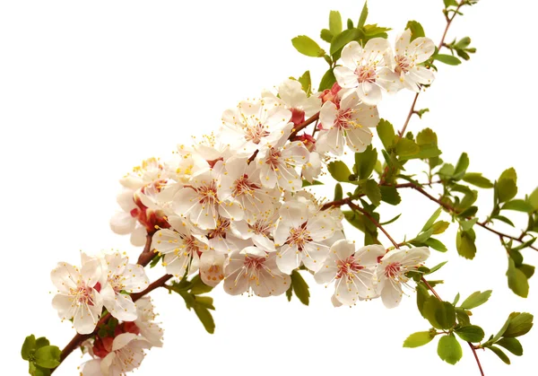 Apricot blossom branch — Stock Photo, Image