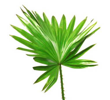 Yeşil palmiye yaprağı