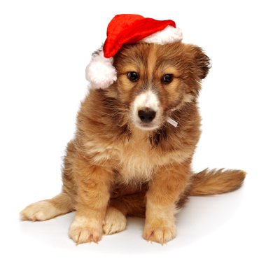 Noel Baba'nın bir kap ile genç köpek yavrusu