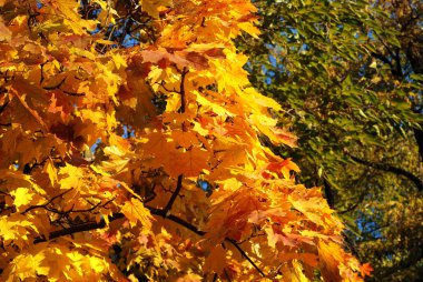 Sonbahar akçaağaç yaprakları