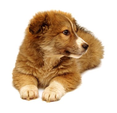 Güzel köpek yavrusu tarafına arıyorsunuz