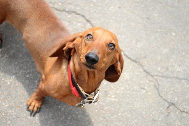 Güzel kahverengi dachshund