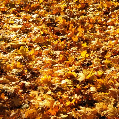 Sarı akçaağaç yaprakları