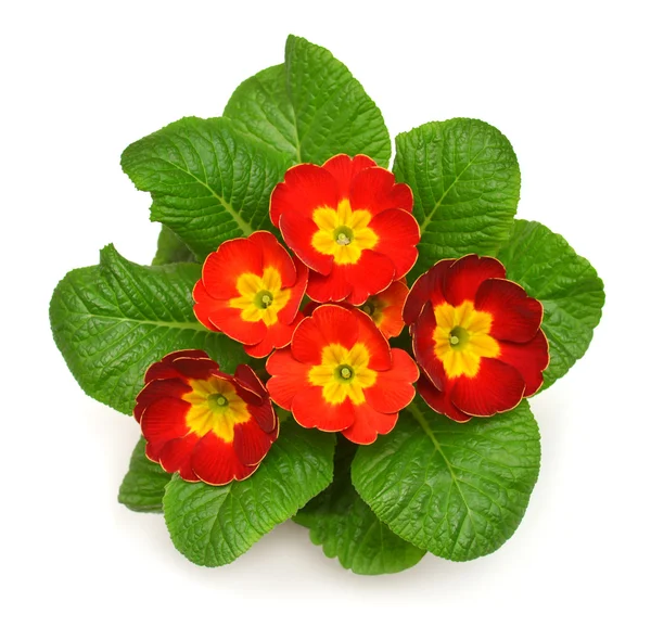 Red primrose closeup — Stock Photo, Image