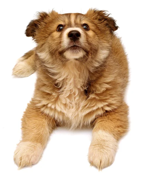 Bonito cachorro olhando para a câmera — Fotografia de Stock