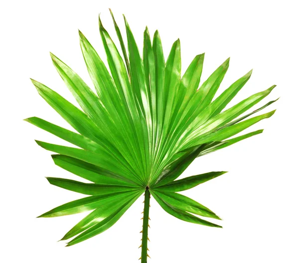 Green palm leaf — Stock Photo, Image