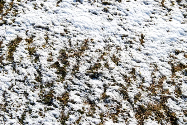 Winter achtergrond met gras — Stockfoto