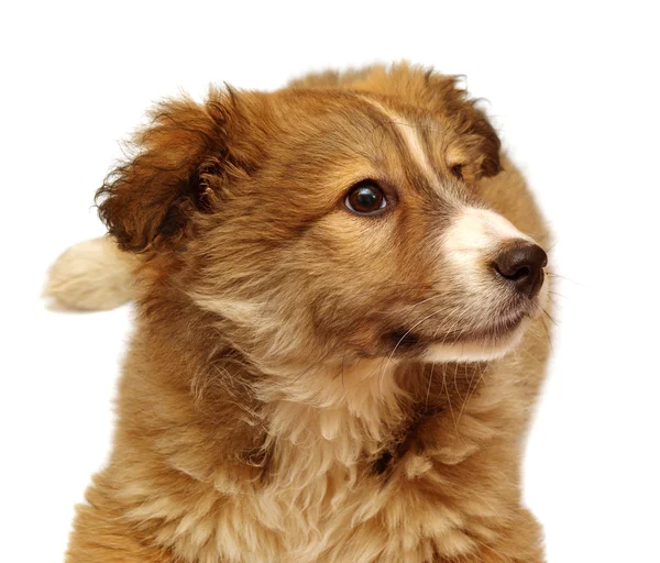 Hermoso cachorro marrón —  Fotos de Stock