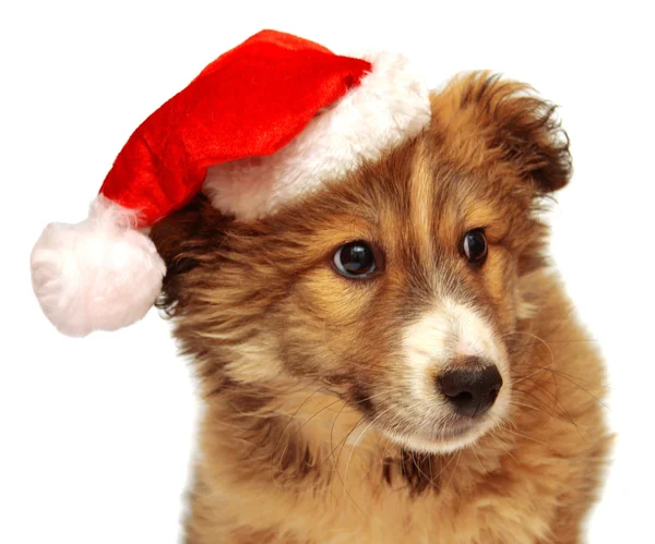 Cachorrinho jovem com um boné de Papai Noel — Fotografia de Stock