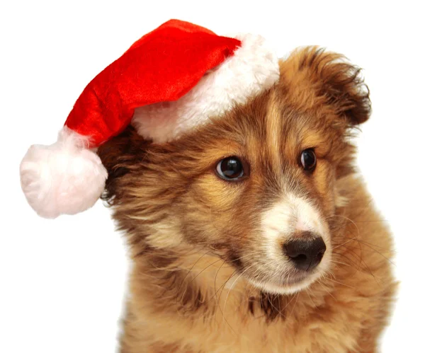 Jonge pup met een dop van de Kerstman — Stockfoto