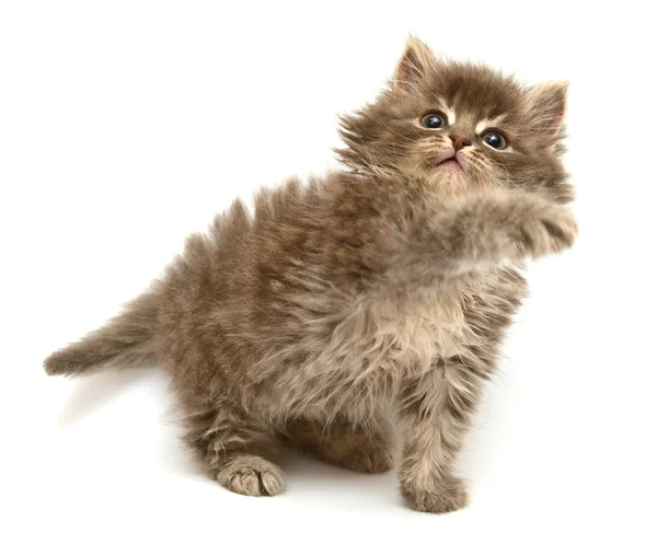 Mooie Perzische kleine kitten — Stockfoto