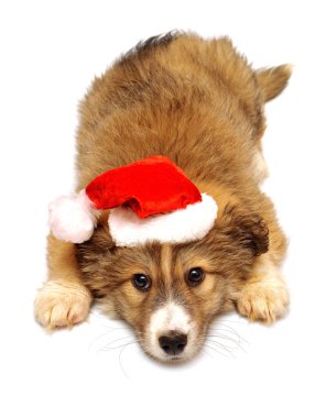 Noel Baba'nın kap ile köpek yavrusu