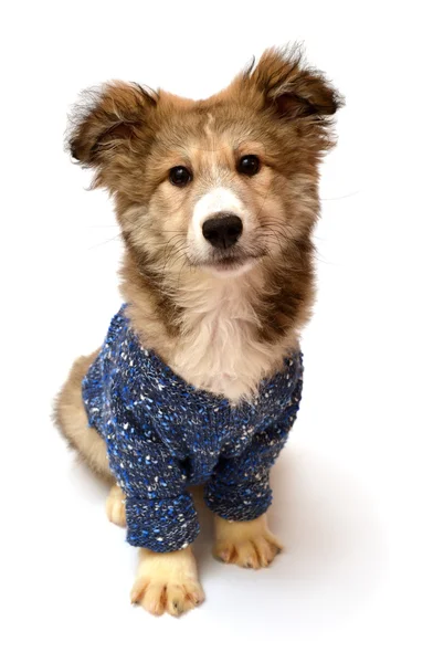 Cão filhote de cachorro usando suéter — Fotografia de Stock