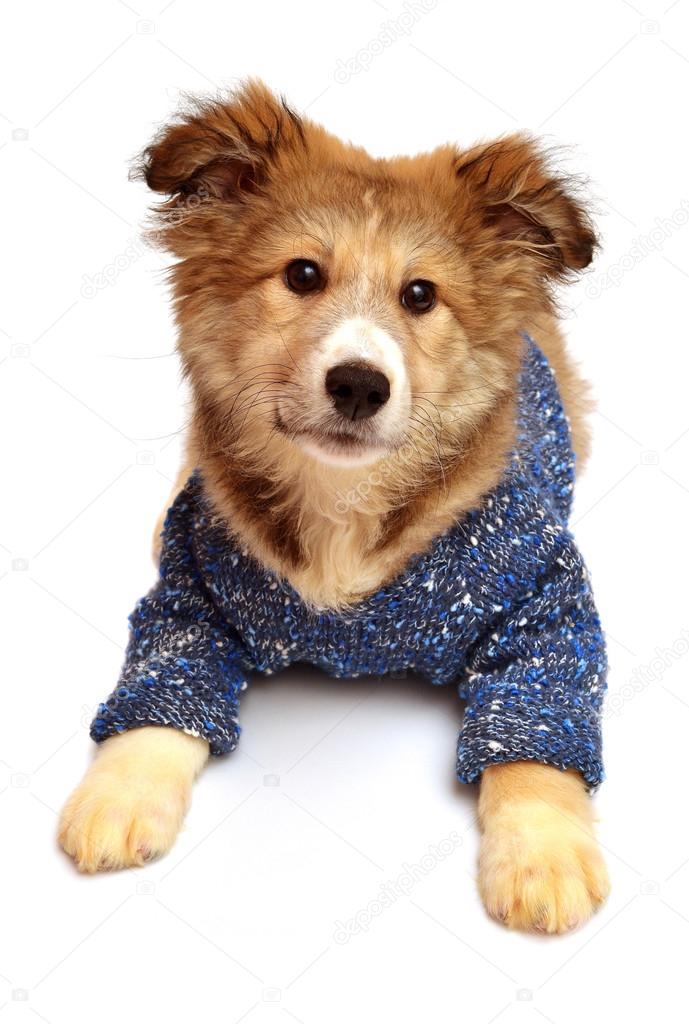 Puppy dog wearing sweater
