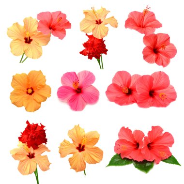 Renkli ebegümeci yaprakları ile