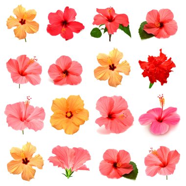 Renkli ebegümeci yaprakları ile