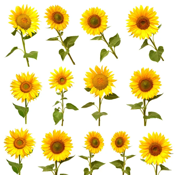 Sunflowers collection set — Stock Photo, Image