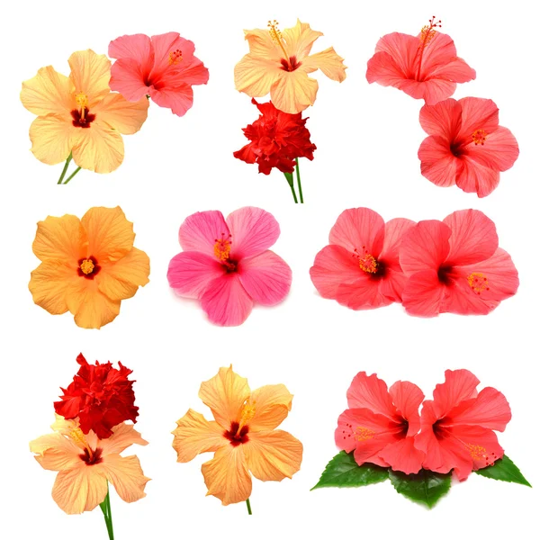 Färgade hibiscus med blad — Stockfoto