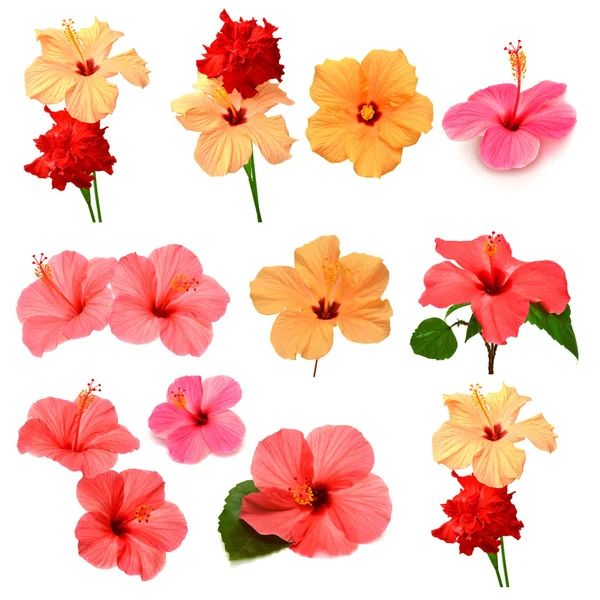 Färgade hibiscus med blad — Stockfoto