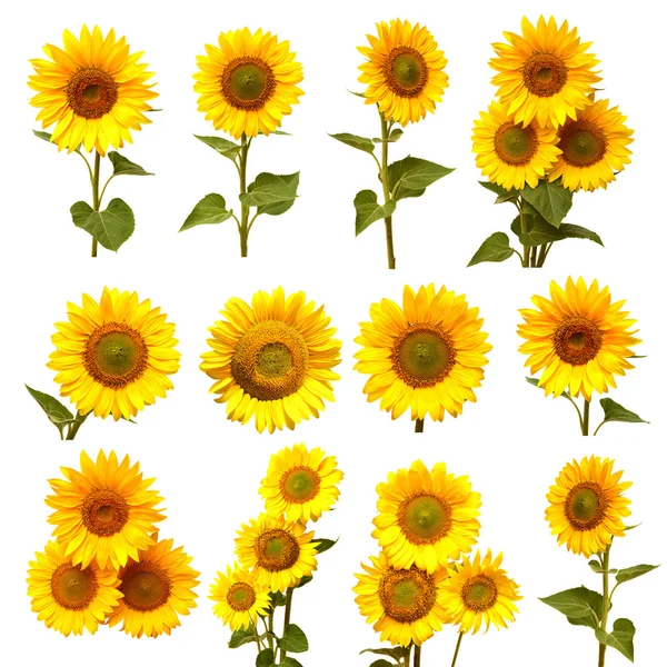 Sonnenblumen Kollektion Set — Stockfoto