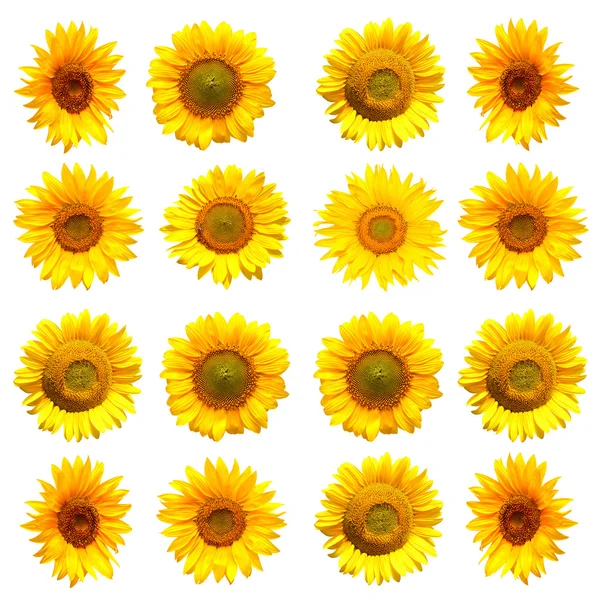 Sunflowers collection set — Stock Photo, Image