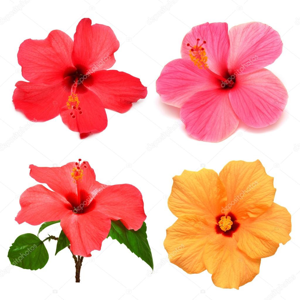 Colored hibiscus with leaves