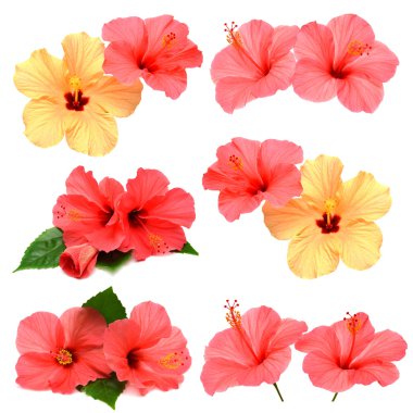 topluluğu ile renkli ebegümeci yaprakları