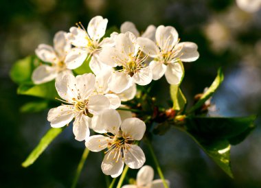 elma ağacı çiçekleri