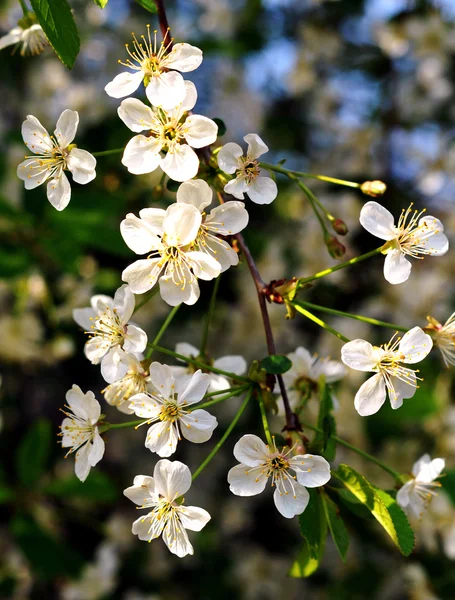 リンゴの木の花 — ストック写真