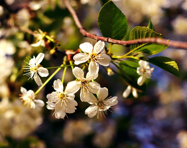 Apple tree flowers — Stock Photo, Image