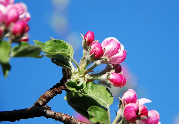 Blommor på äppelträd — Stockfoto