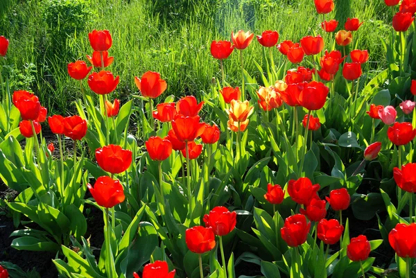 Rote Tulpen und Gras — Stockfoto