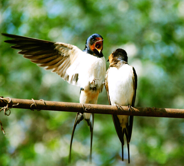 Two beautiful swallows
