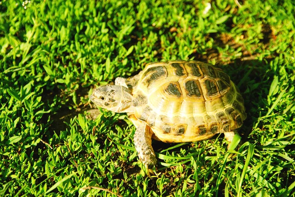 Kaplumbağa çimenlerde sürünüyor — Stok fotoğraf