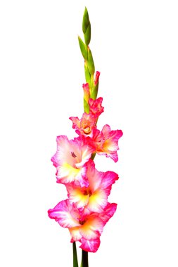 pembe Glayöl çiçek 