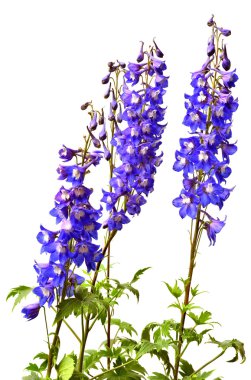 Mavi delphinium çiçekler
