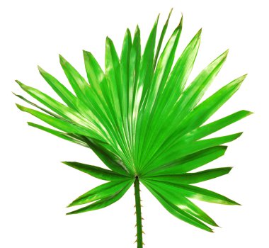 Palmiye ağacı yaprağı