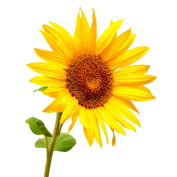 Girasole giallo estivo — Foto Stock